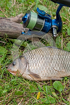 One crucian fish on green grass. Catching freshwater fish and fishing rod with fishing reel on green grass.