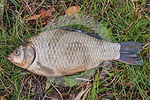 One crucian fish on green grass. Catching freshwater fish on nat