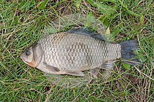 One crucian fish on green grass. Catching freshwater fish on nat