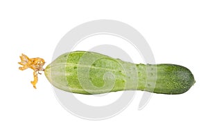 One cucumber with flowers isolated on white background