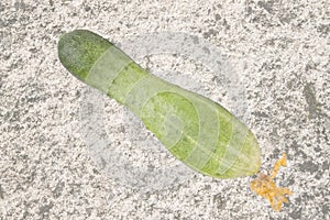 One cucumber with flowers isolated on white background