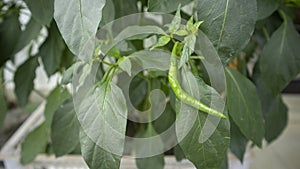 One Curvy green chili is growing big at home garden in Dhaka, Bangladesh.