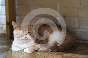 Cute brown and white Exotic Shorthair cat resting under sunlight