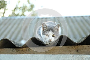 One cute cat resting on roof outdoors
