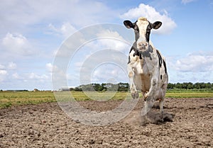 One cute cow alone in the field, looking calm and happy under a blue sky and a faraway  horizon