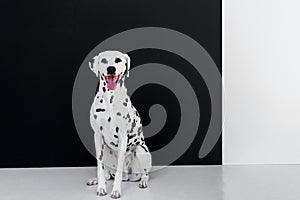 one cute dalmatian dog sitting near black and white wall