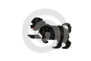 One cute doggy, fluffy curly black Maltipoo dog posing isolated over white background. Concept of animal, care, vet