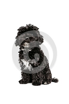 One cute doggy, fluffy curly black Maltipoo dog posing isolated over white background. Concept of animal, care, vet
