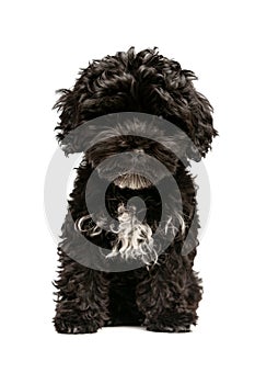One cute doggy, fluffy curly black Maltipoo dog posing isolated over white background. Concept of animal, care, vet