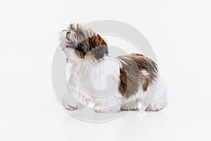 One cute, funny white brown dog, little Shih Tzu isolated over white studio background. Concept of animal life, care