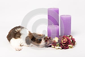 One cute little shih-tzu puppy with holliday candle