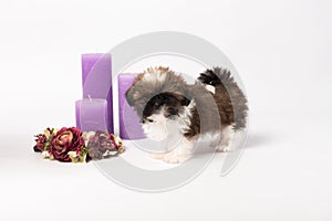 One cute little shih-tzu puppy with holliday candle