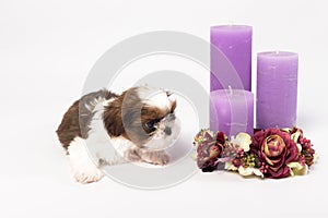 One cute little shih-tzu puppy with holliday candle