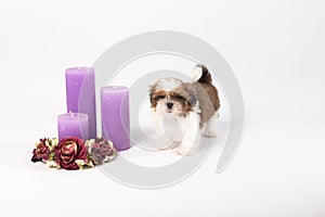 One cute little shih-tzu puppy with holliday candle photo