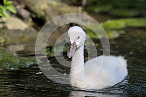 one cute little swan fledglings in the water