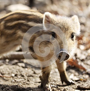 One cute little wild pig ling with stripes in nature photo