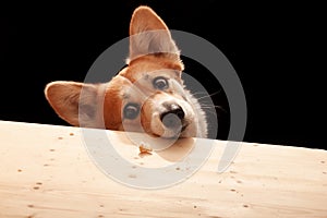 One cute Pembroke Corgi wants to eat a slice of pizza from the table. Dog life