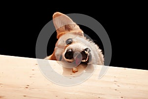 One cute Pembroke Corgi wants to eat a slice of pizza from the table. Dog life