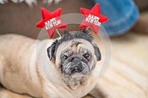 One cute and pretty pug or pet at home wearing a headband with ears they say happy new year - happy dog having fun