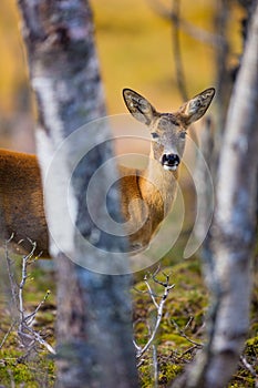 One cute roe deer in the forest at fall