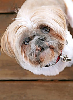 One Cute Shih Tzu