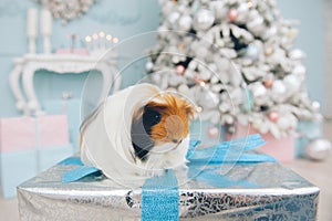 One cute white brown black little long hair guinea pig pet animal sitting on silver box with blue tape with christmas tree on