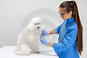 One cute white poodle dog and female veterinary, groomer isolated on white studio background.