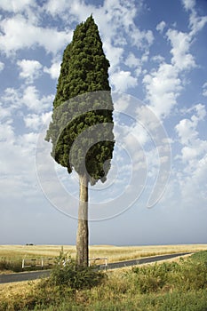 One cypress tree in field.