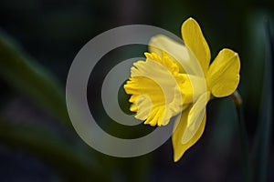 One daffodil on a dark background with leaves close up