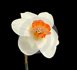 One daffodil isolated on black background. Closeup