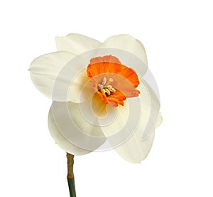 One daffodil isolated on white background. Closeup