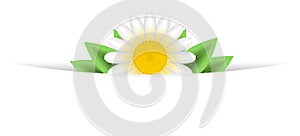 One daisy banner header background