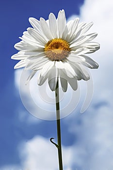 One daisy on blue sky background