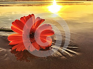 One Daisy Flower On The Beach At Sunset