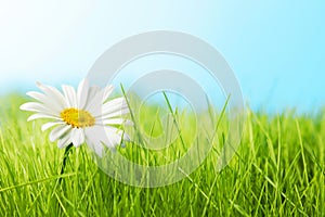 One daisy on green feild