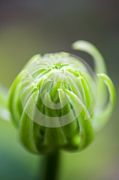 One daisy head surface cover bud. Close up