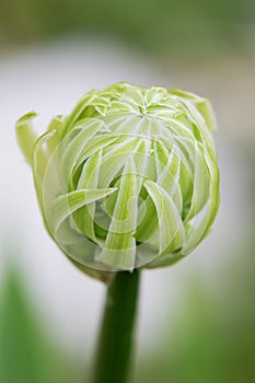 One daisy head surface cover bud. Close up