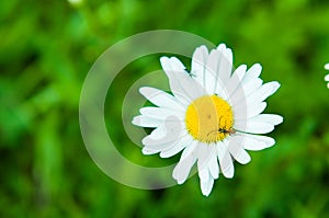 One daisy in a large field blurred