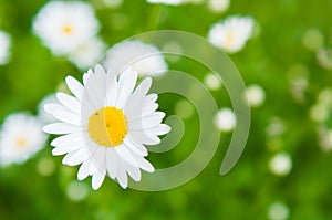 One daisy in a large field blurred