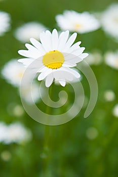 One daisy in a large field blurred