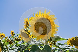 One daisy-like face sunflower plan against blue sky