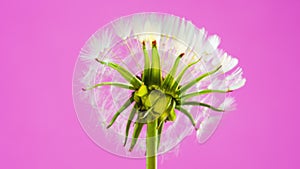 One dandelion blooms with white fluffy pappus seeds on a pink backgrounds.