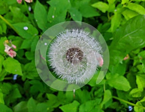 one dandelion close up on blurred background.