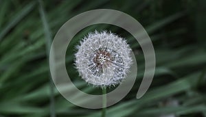 One dandelion close up. On a grass green background.