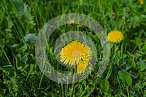 One dandelion close-up top view across green grass and other flowers. Spring nature background.