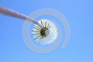 One dandelion flower from the bottom blue sky macro