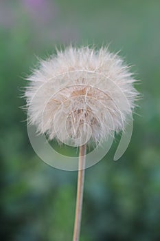 One dandelion