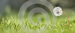 One dandelion illuminated by sunlight on green background. The background in the blur.