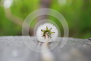One dandelion in nature.