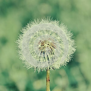 One dandelion